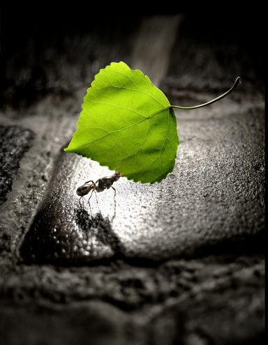 IBM eCulture Bassat O&M IBM eCulture Bassat O&M