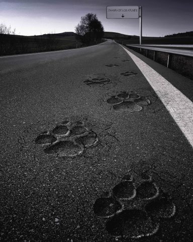 Jaguar Bassat O&M Jaguar Bassat O&M